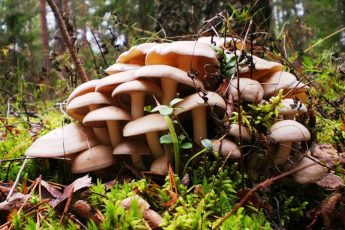 Всем в лес за грибами